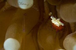 This is a full frame shot of what we call a Popcorn Shrim... by Dennis Champ 